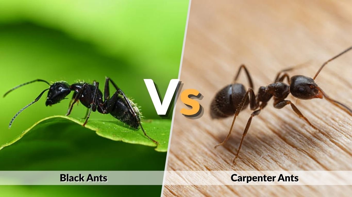Black Ants vs Carpenter Ants: Key Differences, Identification & Control Guide