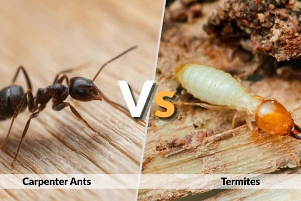 Carpenter Ants vs Termites: Key Differences, Damage Signs & Identification Guide