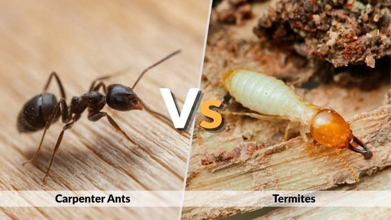 Carpenter Ants vs Termites: Key Differences, Damage Signs & Identification Guide