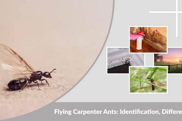 Flying Carpenter Ants: Identification, Differences, Risks & Control Guide