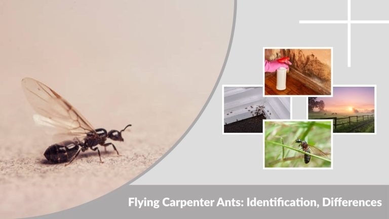 Flying Carpenter Ants: Identification, Differences, Risks & Control Guide