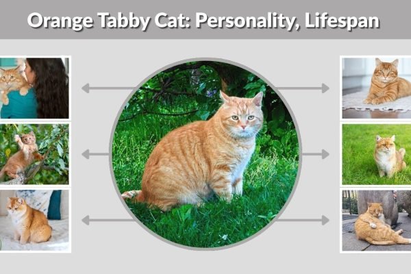 Orange Tabby Cat: Personality, Lifespan & Key Facts