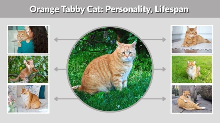 Orange Tabby Cat: Personality, Lifespan & Key Facts