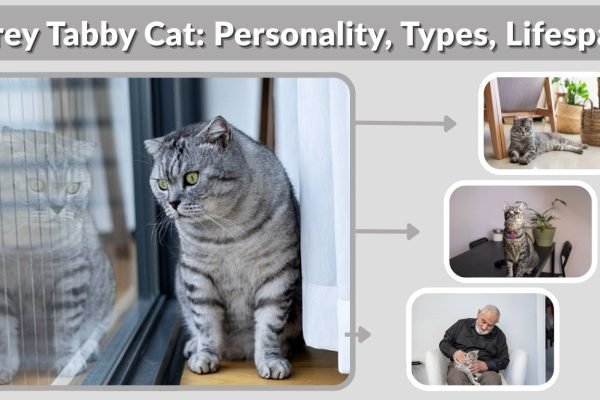 Grey Tabby Cat: Personality, Types, Lifespan & Facts