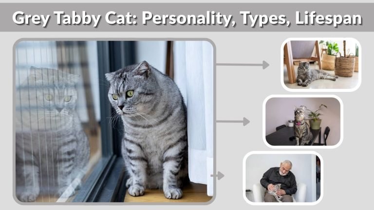 Grey Tabby Cat: Personality, Types, Lifespan & Facts