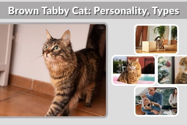 Brown Tabby Cat: Personality, Types, Lifespan & Facts