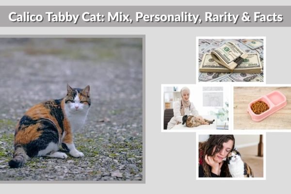 Calico Tabby Cat: Mix, Personality, Rarity & Facts