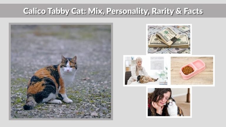 Calico Tabby Cat: Mix, Personality, Rarity & Facts
