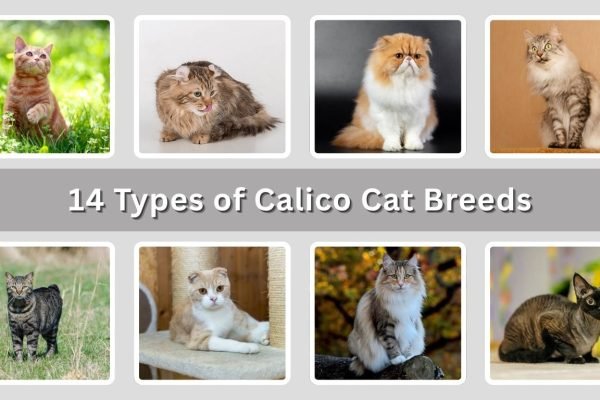 14 Types of Calico Cat Breeds: Size, Habitat, Diet & Personality