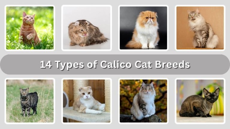 14 Types of Calico Cat Breeds: Size, Habitat, Diet & Personality