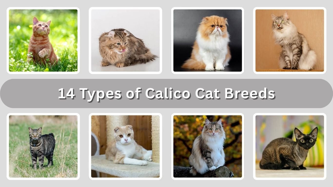 14 Types of Calico Cat Breeds: Size, Habitat, Diet & Personality