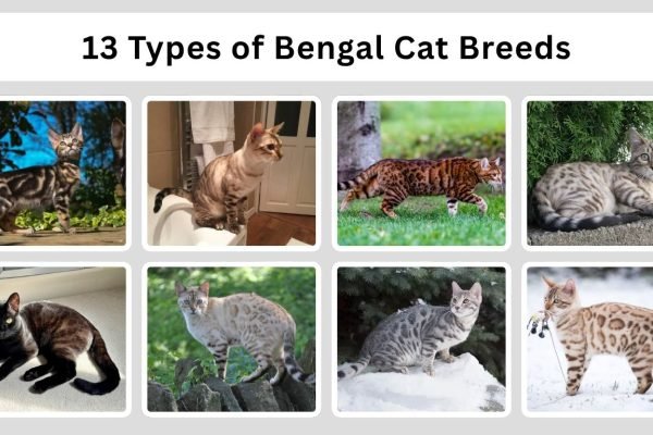 13 Types of Bengal Cat Breeds: Colors, Patterns & Traits