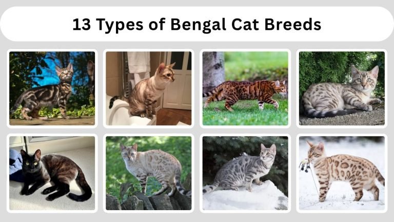 13 Types of Bengal Cat Breeds: Colors, Patterns & Traits