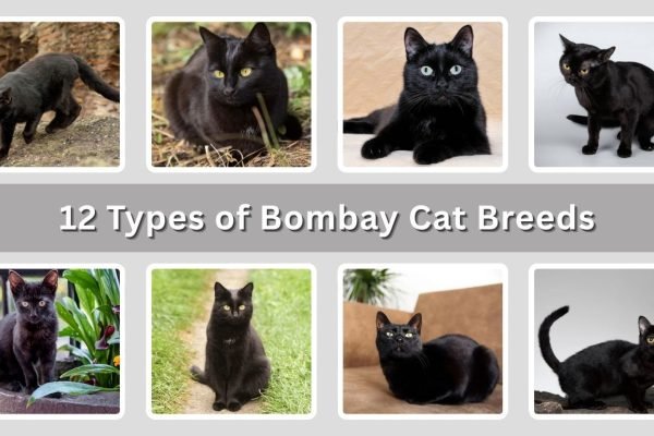 12 Types of Bombay Cat Breeds: Traits, Personality & Care