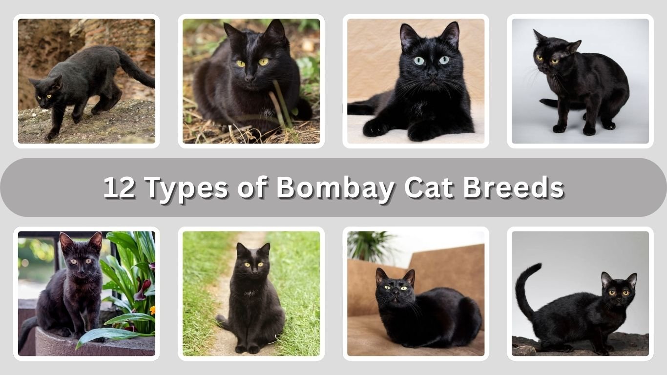 12 Types of Bombay Cat Breeds: Traits, Personality & Care