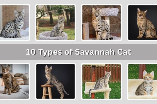 10 Types of Savannah Cat: Generations, Traits & Care