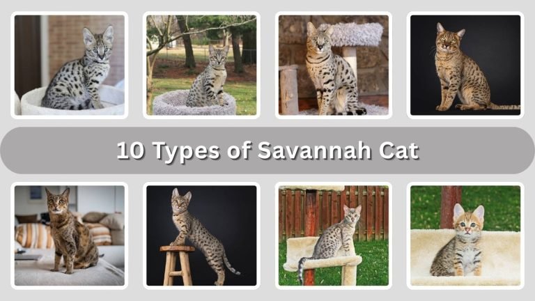 10 Types of Savannah Cat: Generations, Traits & Care