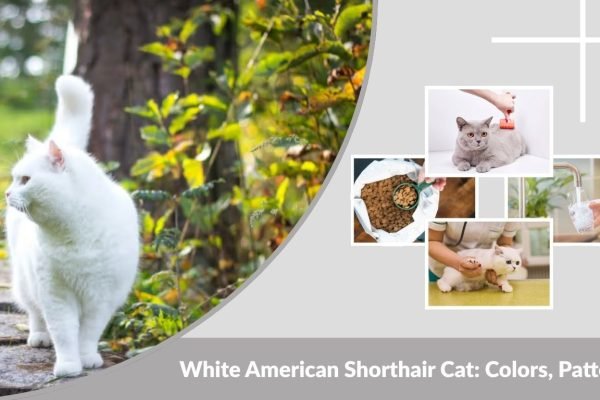 White American Shorthair Cat: Colors, Patterns, Price & Care Guide
