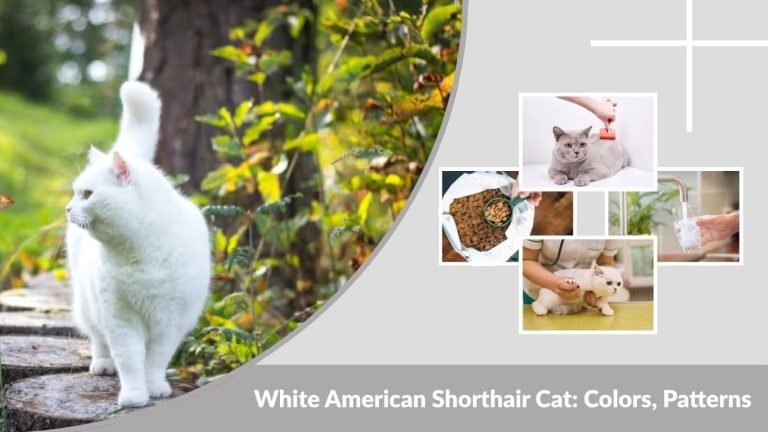 White American Shorthair Cat: Colors, Patterns, Price & Care Guide