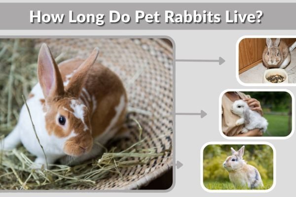 How Long Do Pet Rabbits Live? Lifespan Guide for Owners