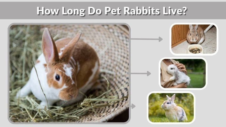 How Long Do Pet Rabbits Live? Lifespan Guide for Owners