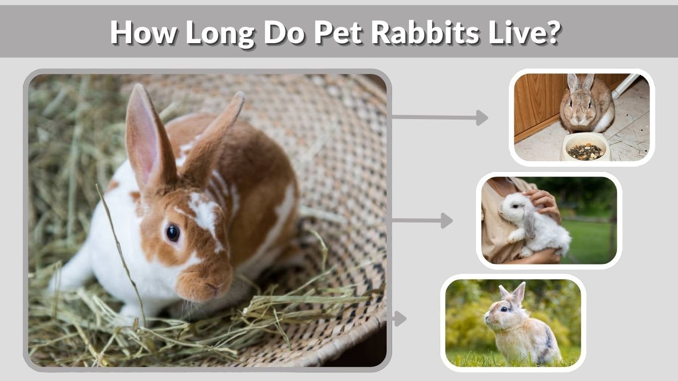 How Long Do Pet Rabbits Live? Lifespan Guide for Owners
