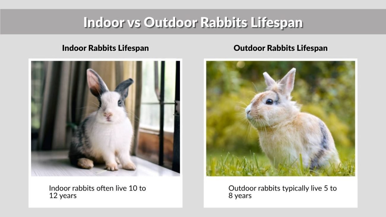 Indoor vs Outdoor Rabbits Lifespan