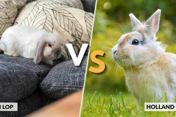 Mini Lop vs Holland Lop: What is Key Differences ? 