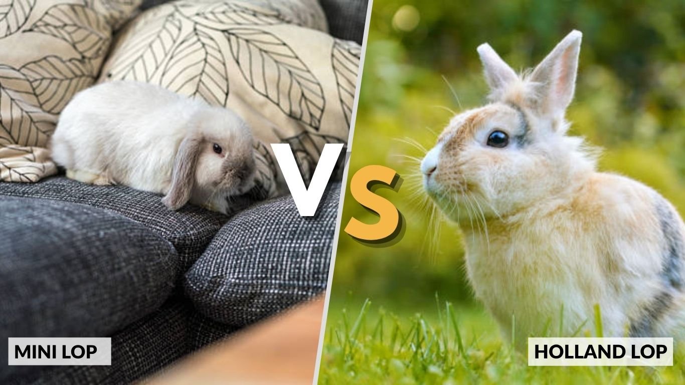 Mini Lop vs Holland Lop: What is Key Differences ? 