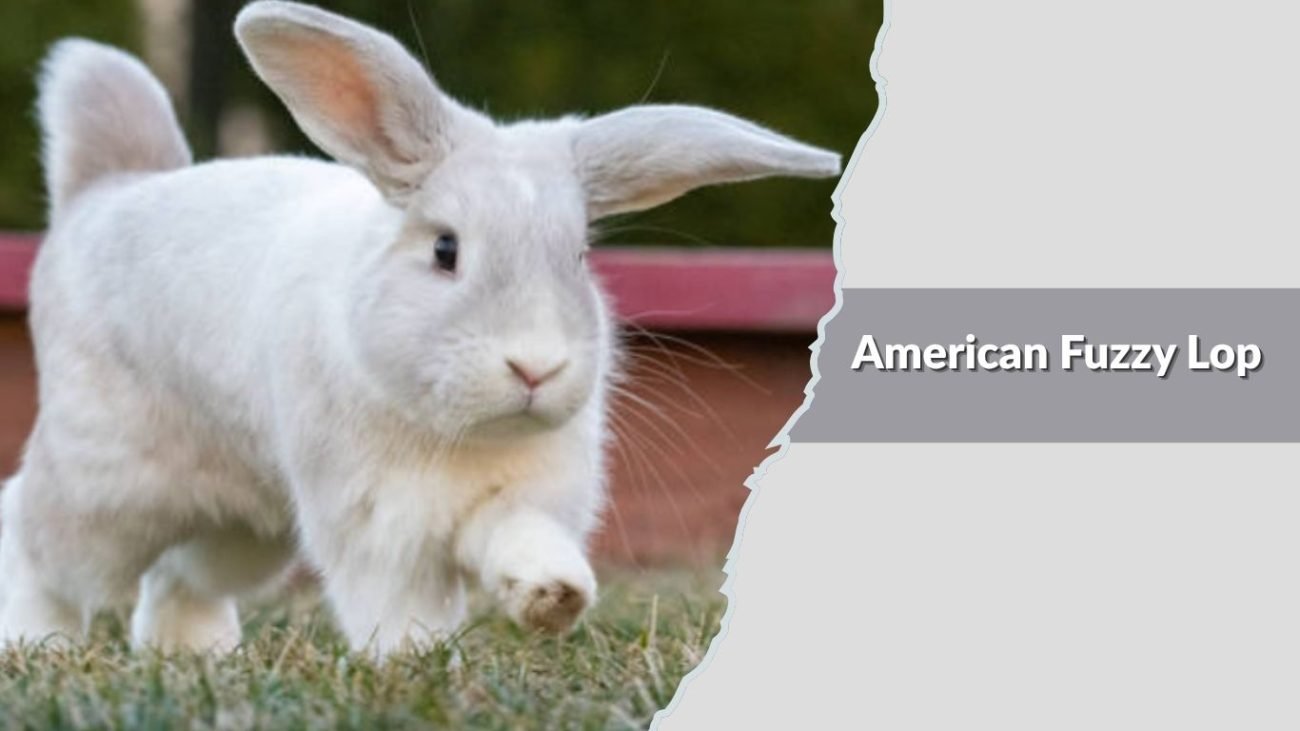 American Fuzzy Lop