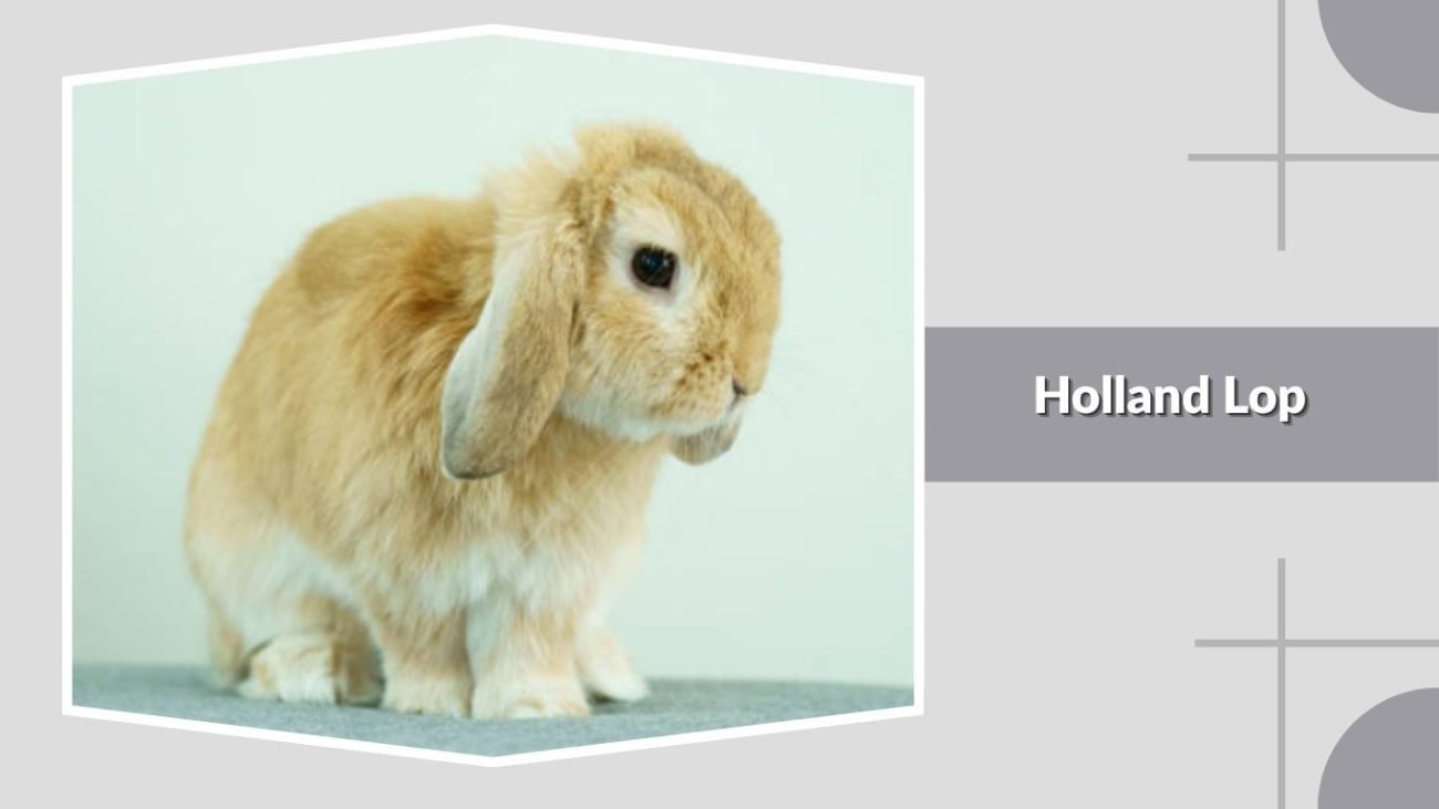 Holland Lop