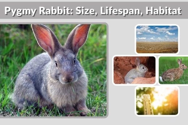 Pygmy Rabbit: Size, Lifespan, Habitat & Complete Guide