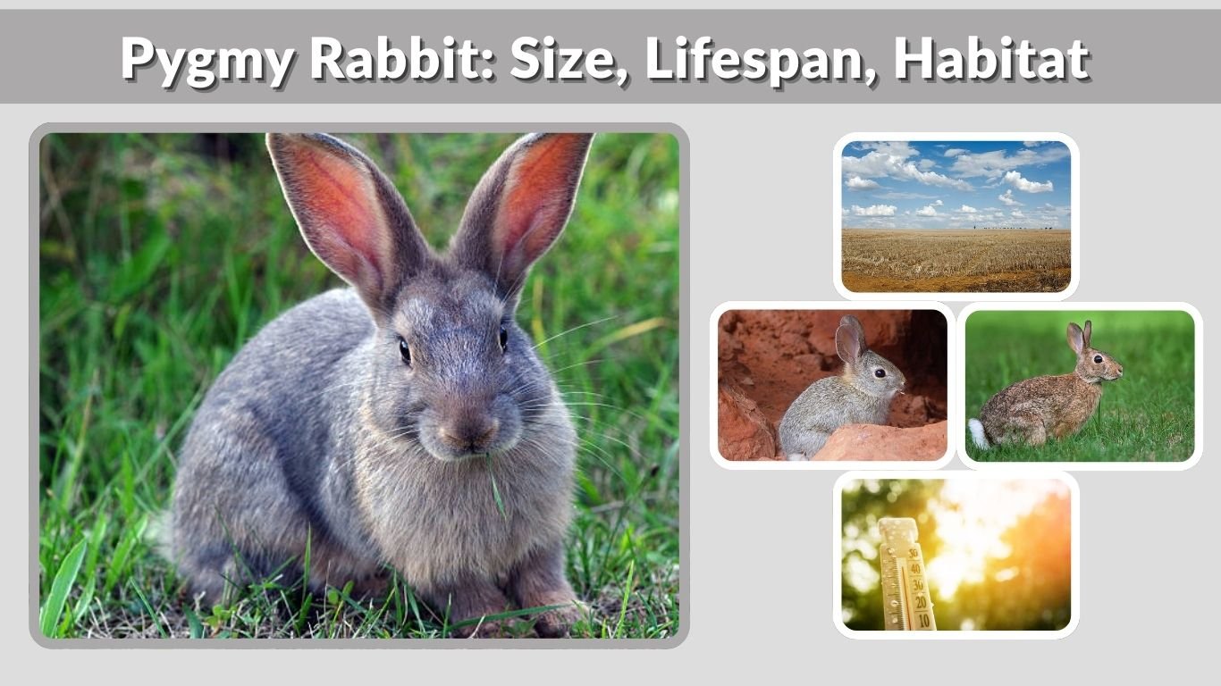 Pygmy Rabbit: Size, Lifespan, Habitat & Complete Guide