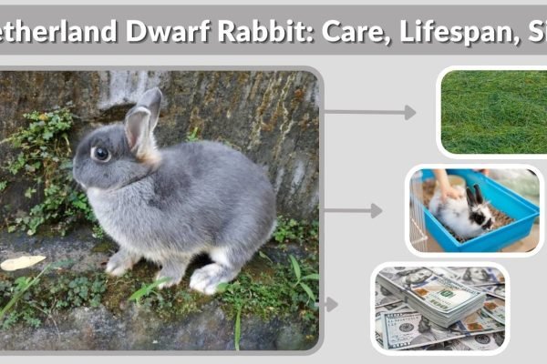 Netherland Dwarf Rabbit: Care, Lifespan, Size & Buying Guide