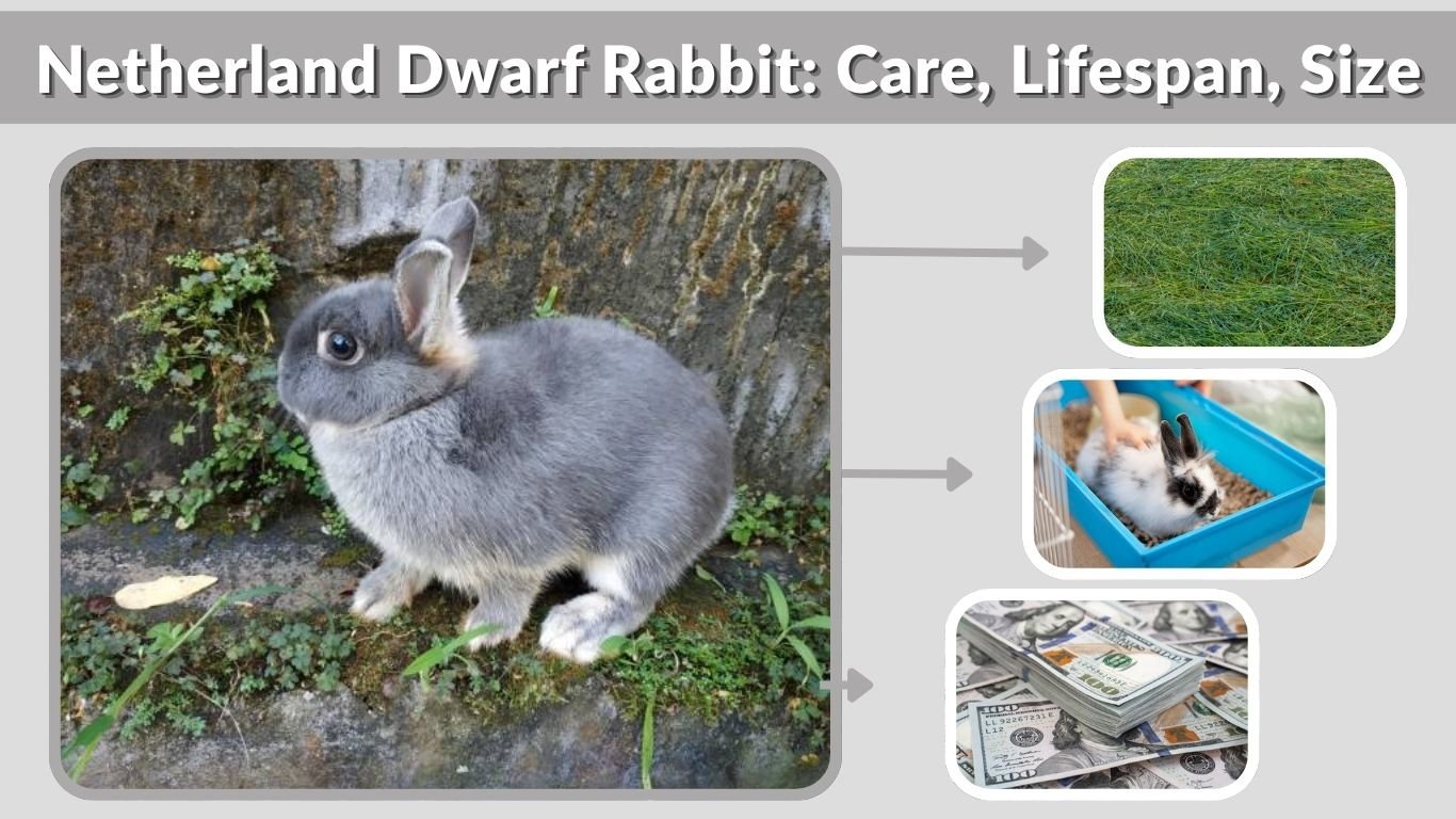 Netherland Dwarf Rabbit: Care, Lifespan, Size & Buying Guide