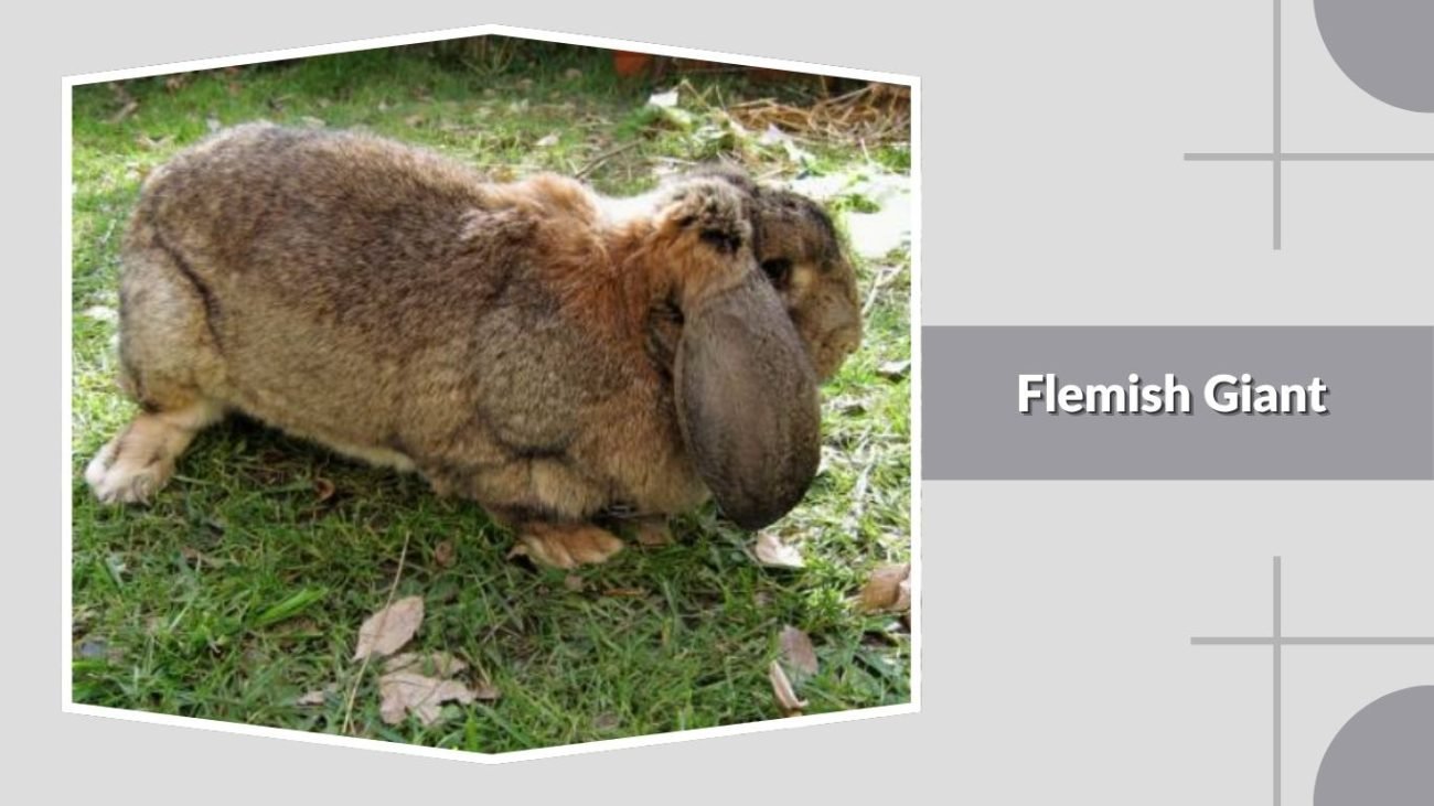 Flemish Giant