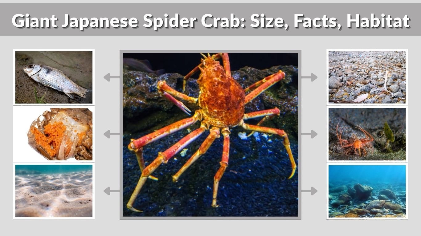 Giant Japanese Spider Crab: Size, Facts, Habitat & Diet Explained