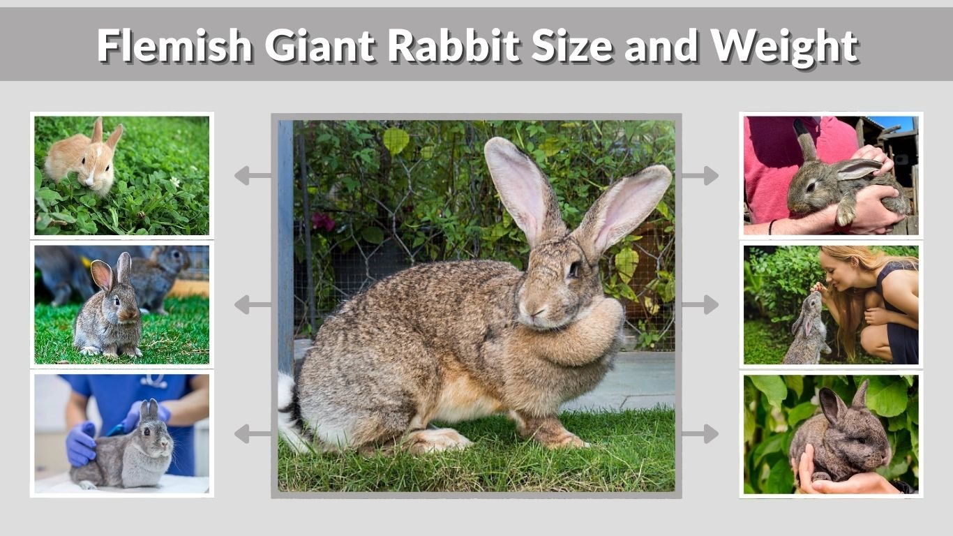 Flemish Giant Rabbit Size and Weight: Full Guide for Owners