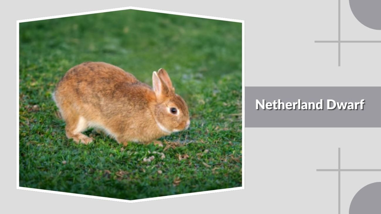 Netherland Dwarf