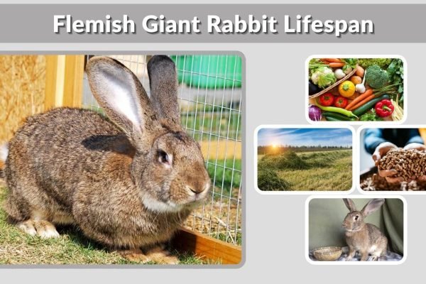 Flemish Giant Rabbit Lifespan: How Long Do They Live?