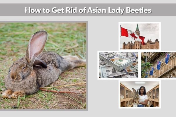 Flemish Giant Rabbit Breeders: How to Find Trusted Sellers