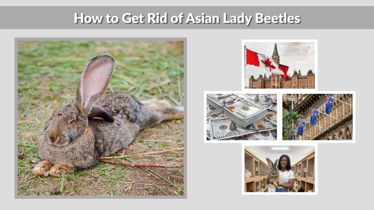 Flemish Giant Rabbit Breeders: How to Find Trusted Sellers