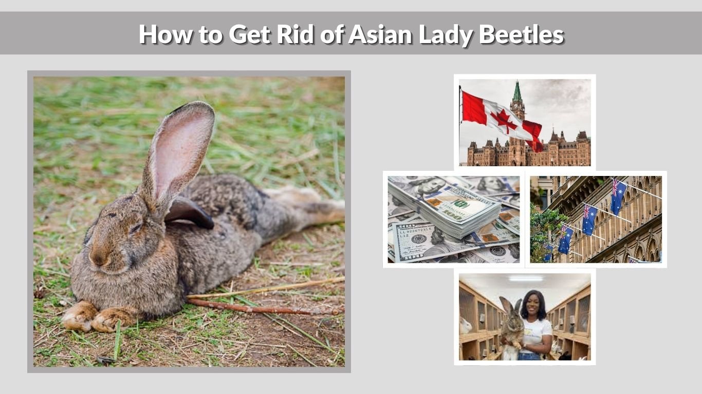 Flemish Giant Rabbit Breeders: How to Find Trusted Sellers