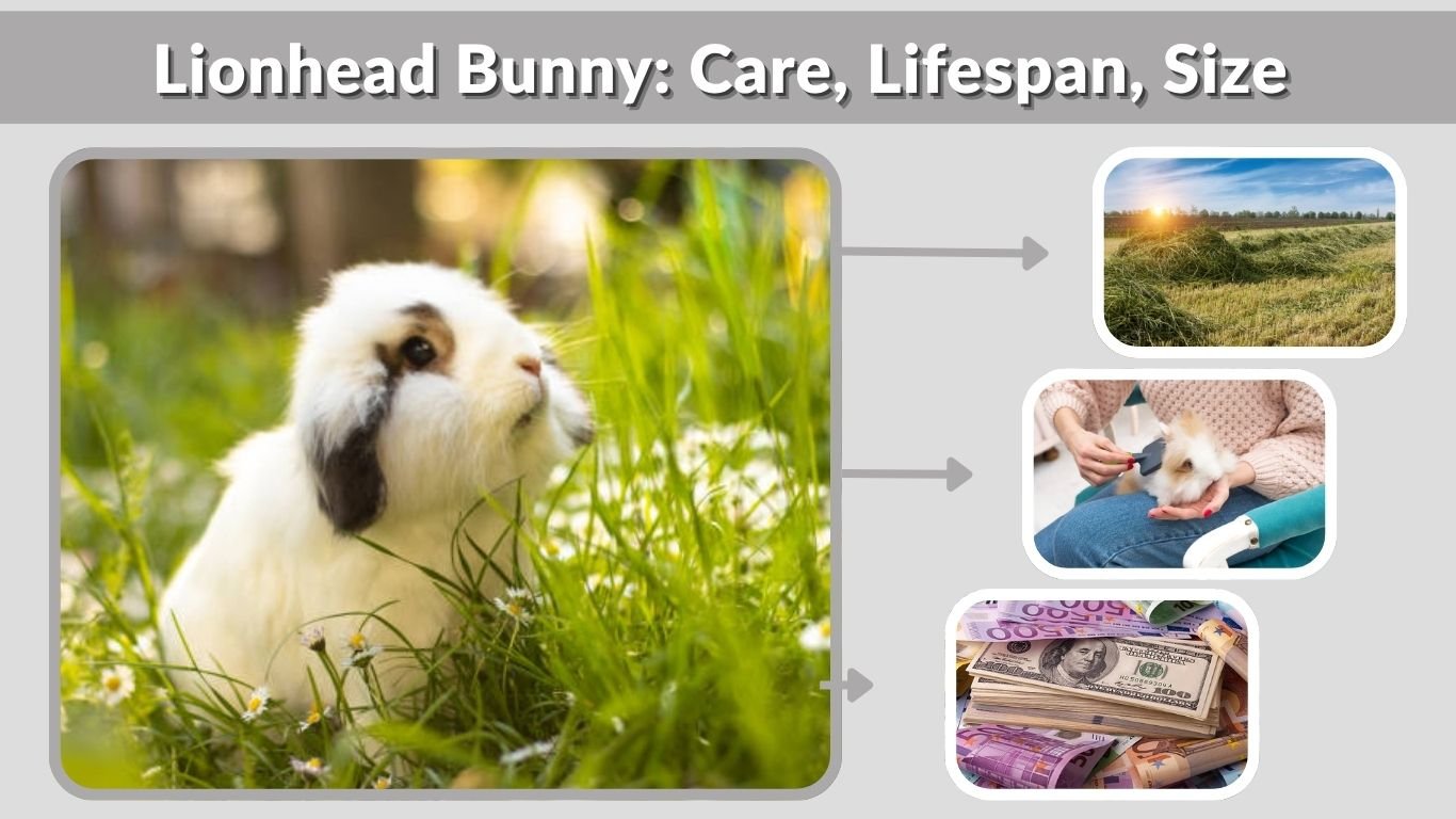 Lionhead Bunny: Care, Lifespan, Size & Buying Guide