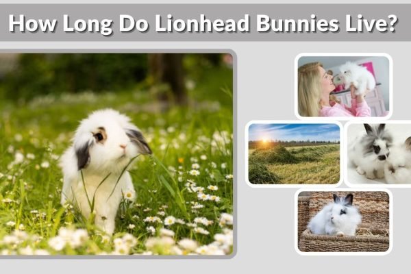 How Long Do Lionhead Bunnies Live? Lifespan Guide