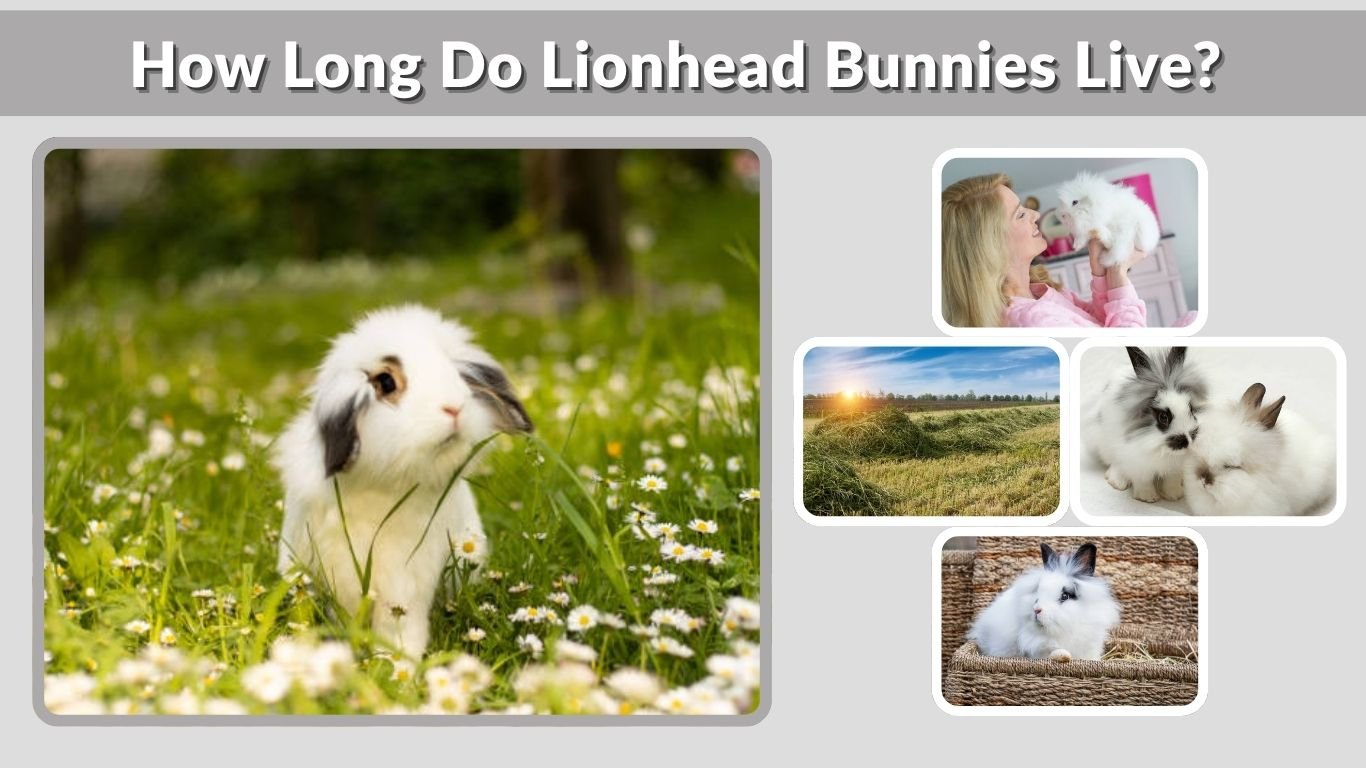How Long Do Lionhead Bunnies Live? Lifespan Guide