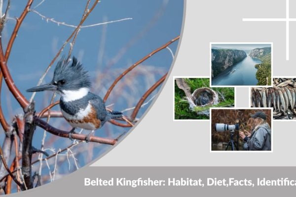 Belted Kingfisher: Habitat, Diet,Facts, Identification with Image