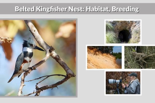 Belted Kingfisher Nest: Habitat, Breeding & Nesting Guide
