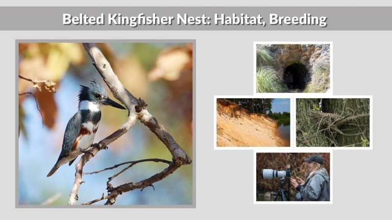 Belted Kingfisher Nest: Habitat, Breeding & Nesting Guide
