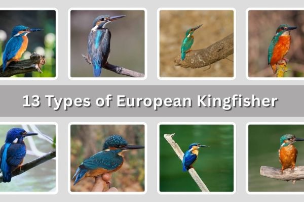 13 Types of European Kingfisher (With Subspecies Names)